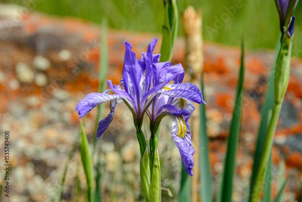 Fototapeta blue iris flower