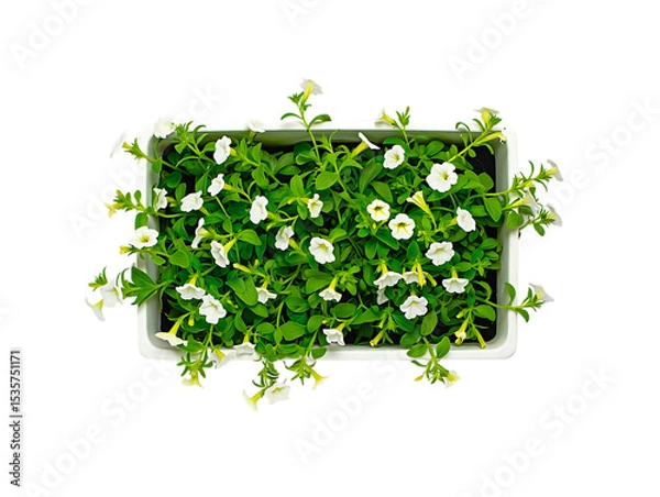 Obraz White Petunia Blooms in Rectangular Planter A Top-Down View of Lush Greenery