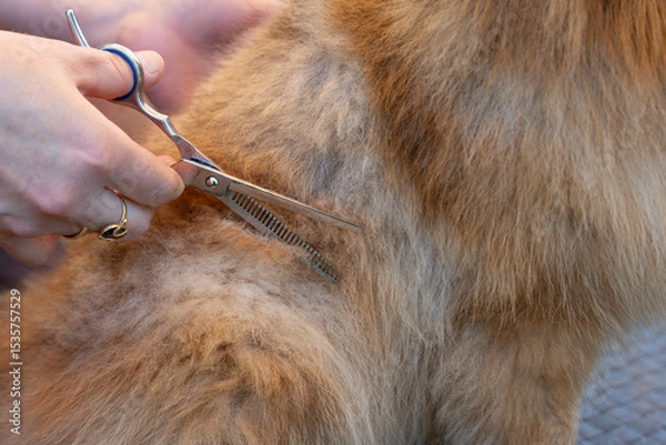 Fototapeta Scissors cut an animal's fur during grooming. Close-up of the hand and the thick fur.