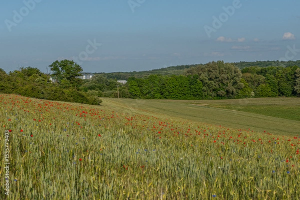 Fototapeta Mohnfeld in der Eifel
