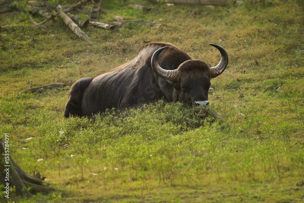 Fototapeta The gaur - Bos gaurus, also Indian bison, portrait on a green background, the largest extant bovine native to South Asia and Southeast Asia, in India. Animals in the forest and meadow