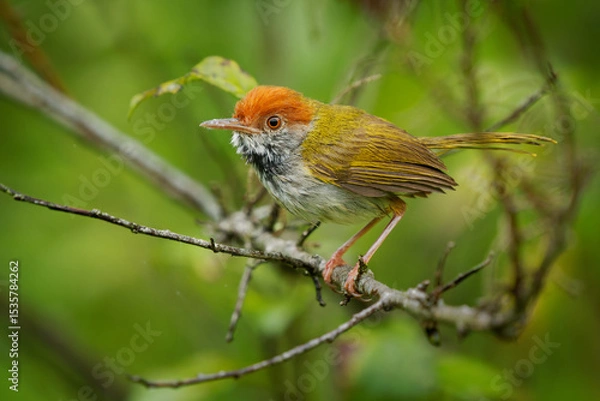 Fototapeta Dark-necked Tailorbird - Orthotomus atrogularis small songbird in Cisticolidae, Bangladesh, India and Southeast Asia, subtropical or tropical moist lowland forest and mangrove forest