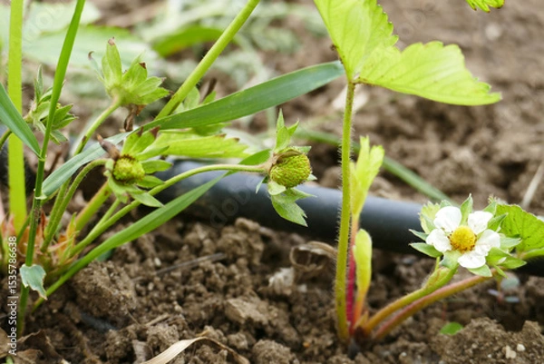 Fototapeta Close-up of vitamin-deficient and diseased strawberry seedlings greening and blooming in spring,