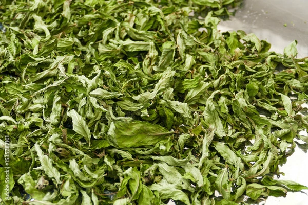 Fototapeta drying mint, drying homemade mint, close-up dried mints,