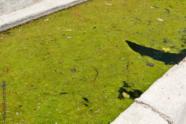 Fototapeta Green algae covering pools and troughs,
