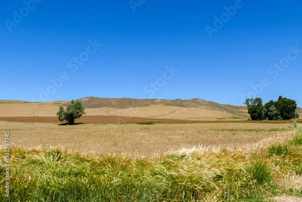 Fototapeta In the continental climate, wheat ears have begun to dry and harvest time is coming,