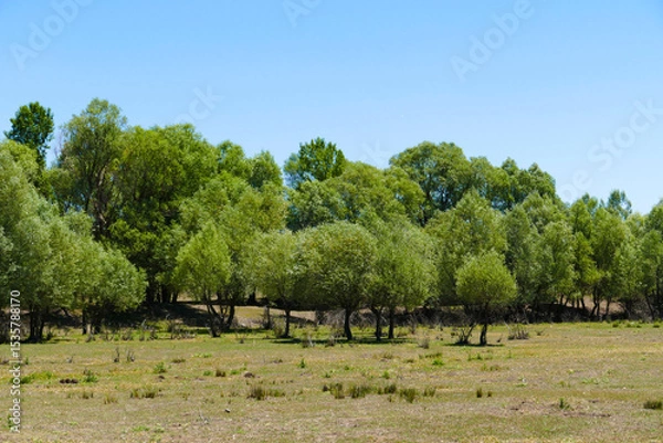 Fototapeta willow trees, one of the tree species of the continental climate, close-up of willow trees,