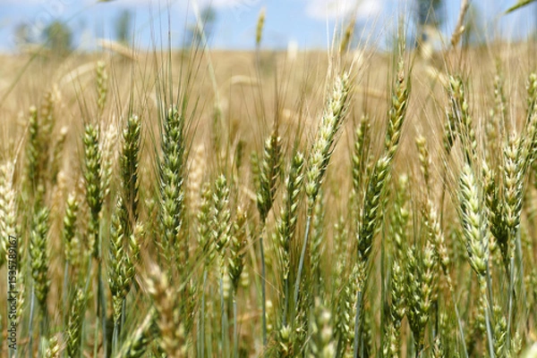Fototapeta Close-up of wheat ears in a wheat field approaching harvest time,