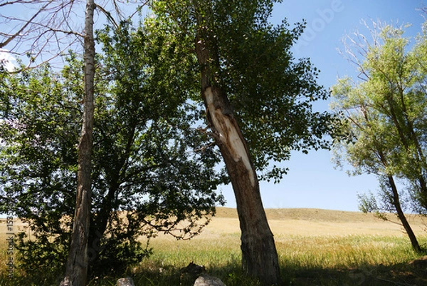 Fototapeta Poplar trees that are neglected and are starting to dry out due to drought