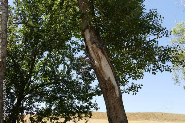 Fototapeta Poplar trees that are neglected and are starting to dry out due to drought