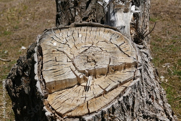 Fototapeta Poplar tree root cut from the bottom with a chainsaw,