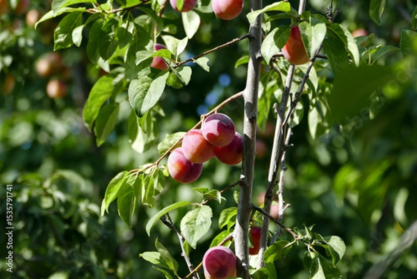 Fototapeta There are bunches of plums on the plum tree whose fruits are ripening,