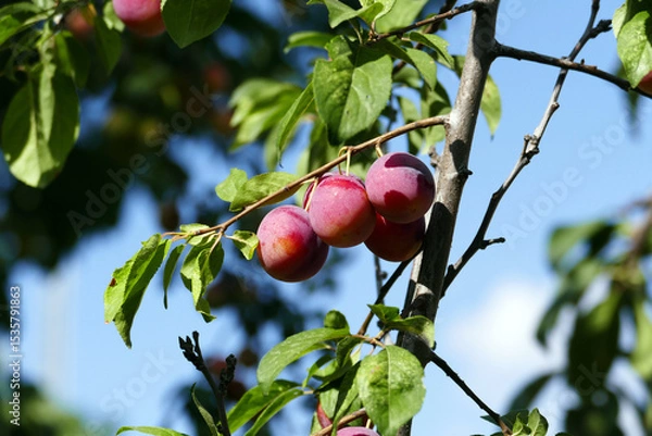 Fototapeta There are bunches of plums on the plum tree whose fruits are ripening,