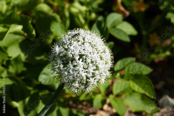 Fototapeta The seeds formed on the tops of aging onions planted in the garden,
