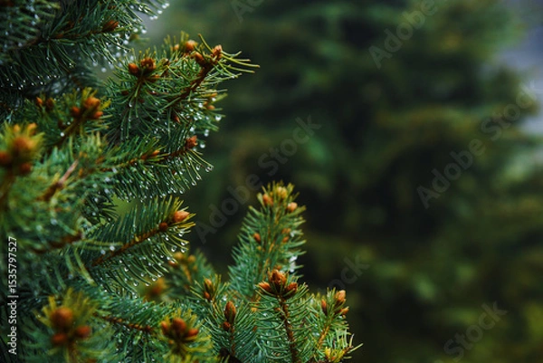 Fototapeta Close-up of a pine branch or a Christmas tree with raindrops