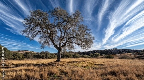 Fototapeta Solitary oak tree in a dry meadow under a dramatic sky.