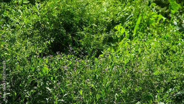 Fototapeta Young green grass on a meadow