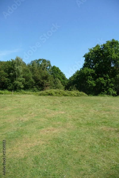 Fototapeta Hainault Forest Trees 2