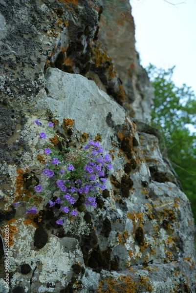 Fototapeta Campanula biebersteiniana is a species of bellflower growing from 5 to 10 cm high, native to the Caucasus, where it grows on alpine meadows and rocky slopes at an altitude of 2000 to 4000 m. Synonym C