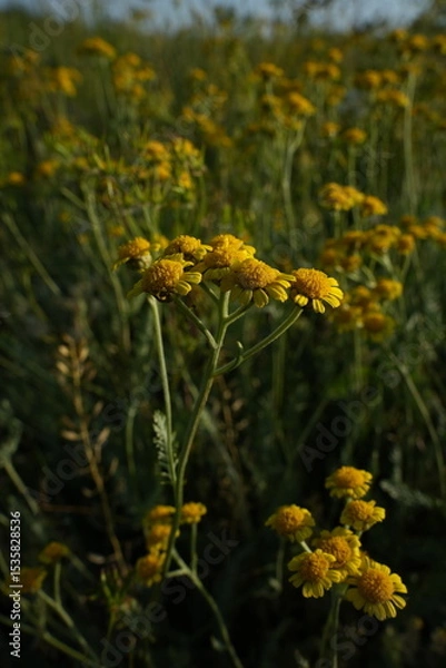 Fototapeta The genus Helichrysum /hɛlɪˈkr aɪsəm/ consists of about 600 species of flowering plants in the sunflower family (Asteraceae). The type species is Helichrysum orientale.
