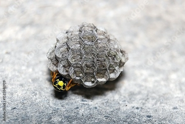 Fototapeta A wasp lays eggs in a nest
