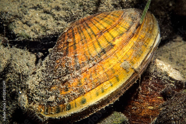 Fototapeta Eastern Lampmussel, an aquatic freshwater mussel, in the shallow waters of the St. Lawrence River during summer.