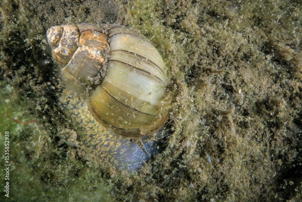 Fototapeta The Pointed Campeloma, an aquatic freshwater snail, in the shallow waters of the St. Lawrence River during summer.