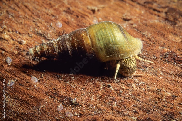 Fototapeta The Flat-sided Horn Snail, an aquatic freshwater snail, in the shallow waters of the St. Lawrence River during summer.
