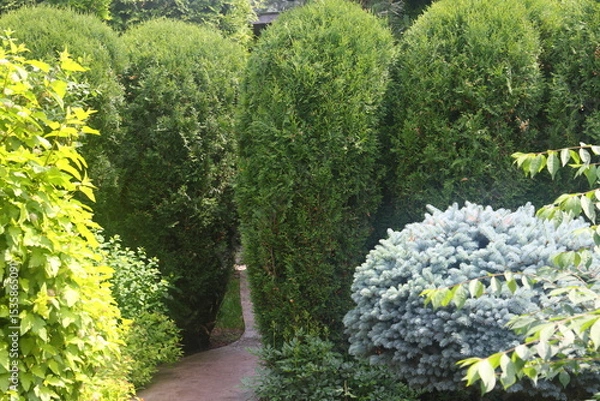 Fototapeta pine runners, coniferous seedlings for sale in a nursery, coniferous seedlings, landscape design, 9