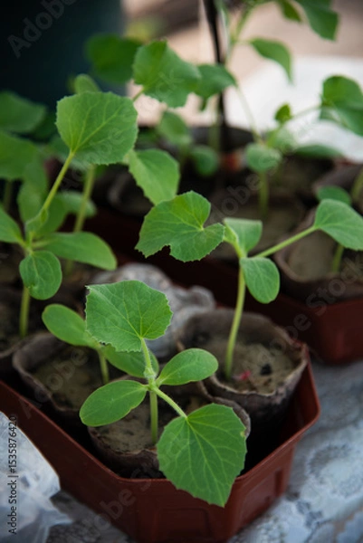Fototapeta Cucumber seedlings growing in square organic cups (peat pots). Germinating procedure, 3-week old sprouts. Planting food at courtyard garden. Agricultural abstract.