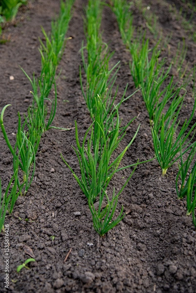 Fototapeta Tidy rows of spring onion growing in soil. Planting healthy organic food in the field. Cultivation of vegetables and salad greenery at courtyard garden.