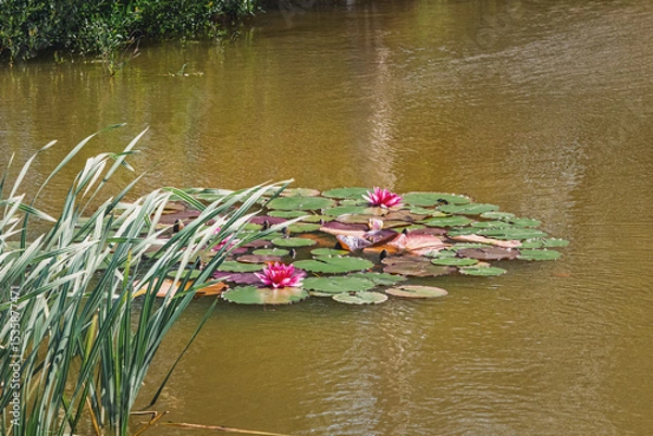 Obraz Water lilies on a calm pond. Pink water lilies blooming on lily pads in a tranquil pond