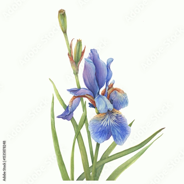 Fototapeta Leaves and stem with flower of blue Iris sibirica (Siberian iris or Siberian flag). Watercolor hand drawn illustration isolated on white background