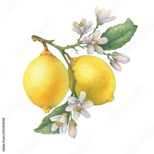 Fototapeta Fresh citrus yellow lemons fruit. Lemon tree branch with green leaves and flowers. Watercolor hand-drawn illustration on white background