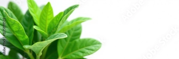 Obraz Soy plant leaves, intricate detail, pure white backdrop, plant detail, macro