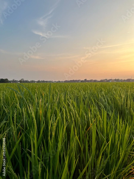 Obraz Green rice plants with a view of the afternoon sky.