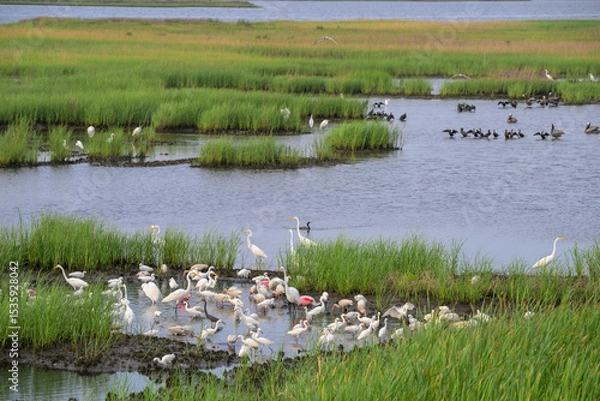 Obraz Multiple different shorebirds foraging on fish trapped by low tide in a shallow coastal lagoon, Galveston, Texas, USA.
