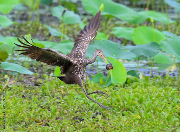 Obraz Limpkin (Aramus guarauna) rushing to feed its chicks with a caught giant apple snail (Pomacea maculata), Fort Bend County, Texas, USA.