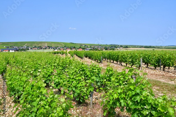 Obraz Sancerre, France. Vast Vineyards Spreading Across Sancerre – June 9, 2025