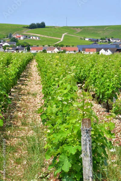 Obraz Sancerre, France. Vast Vineyards Spreading Across Sancerre – June 9, 2025