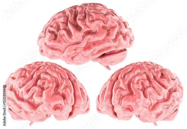 Obraz Human brain 3d model realistic render, three angles. 3D rendering isolated on transparent background