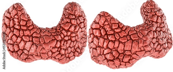 Fototapeta Thyroid gland 3d model, two angles. 3D rendering isolated on transparent background