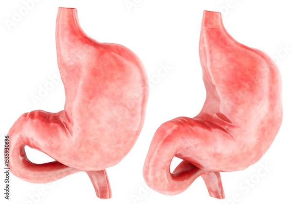 Fototapeta Stomach 3d model, two angles. 3D rendering isolated on transparent background