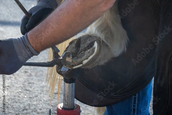 Obraz Farrier fix a horse hoof