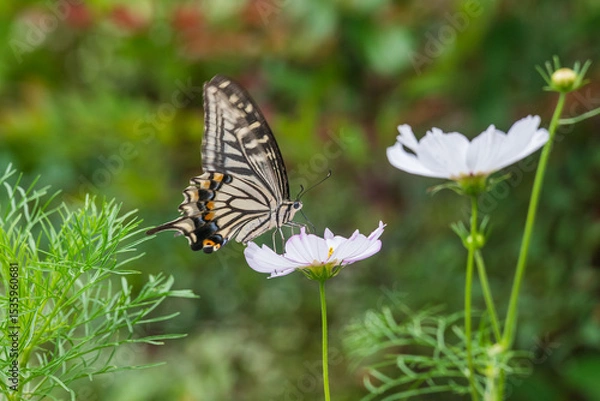 Obraz 早咲きのコスモスの蜜を吸うアゲハチョウ