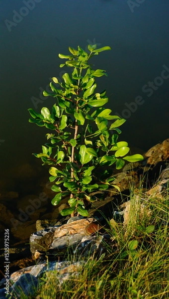 Obraz tree in the water