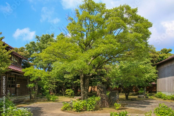 Fototapeta 北前船主集落