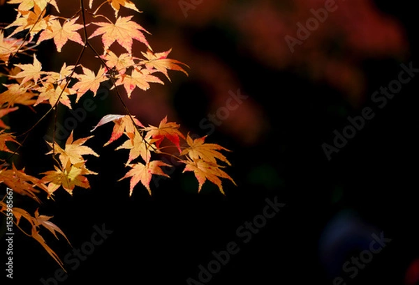 Fototapeta 穏やかな秋の陽射しを浴びて輝く紅葉の葉
