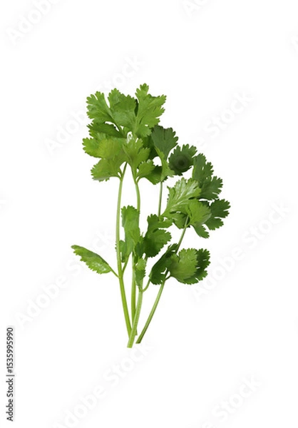 Obraz Fresh green coriander branches and leaves.