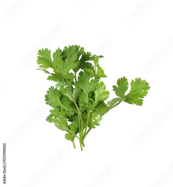 Obraz Fresh green coriander branches and leaves.